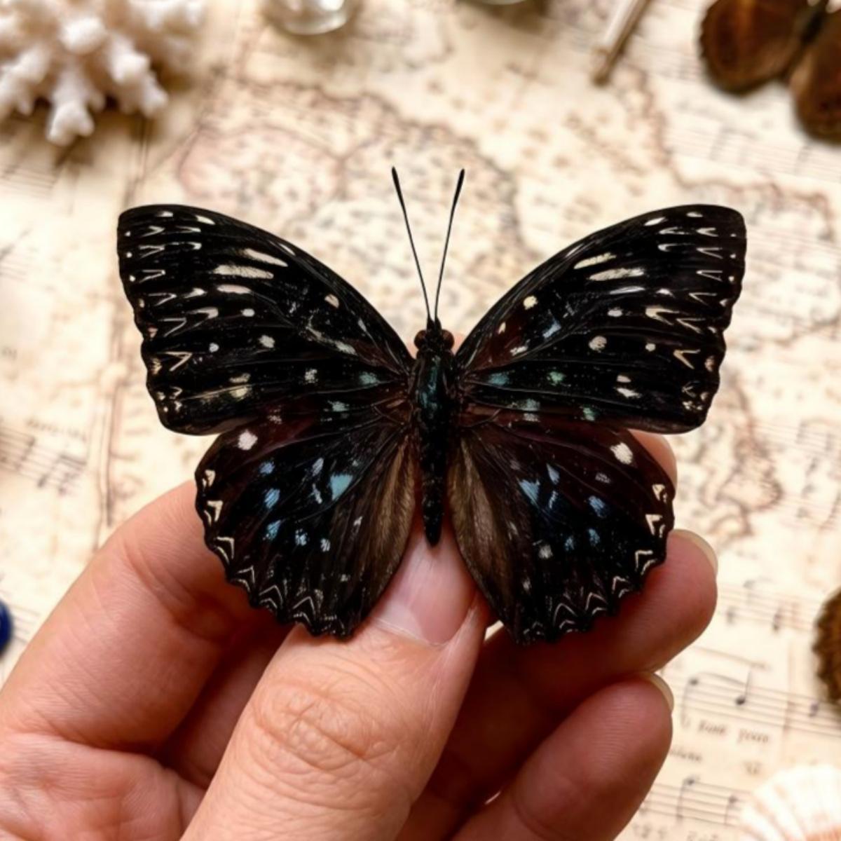 Art Craft Display - 5-100pcs Dichorragia nesimachus Butterfly Specimens |