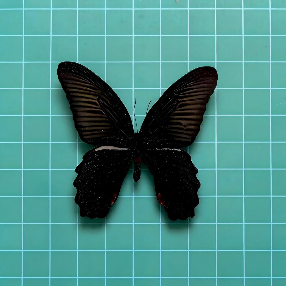 Art Craft Display - 5-100pcs Papilio memnon Butterfly Specimens |